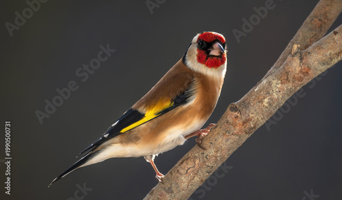 European goldfinch, Carduelis carduelis. A bird sits on a branch on a beautiful green background.