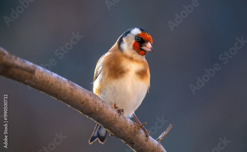 European goldfinch, Carduelis carduelis. A bird sits on a branch on a beautiful green background.