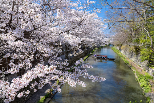 近江八幡・八幡掘　桜の季節