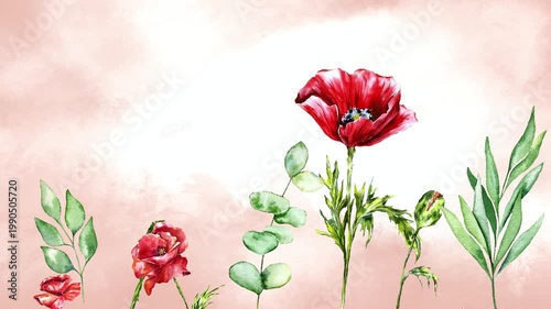 Watercolor animation of red poppies growing, blooming and gently swaying in the wind on a soft pastel background. Elegant floral motion, botanical illustration, romantic nature scene for design decor