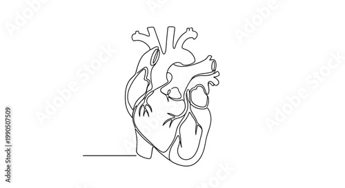 Photos Single line drawing of a human heart with line art black and white circulatory s