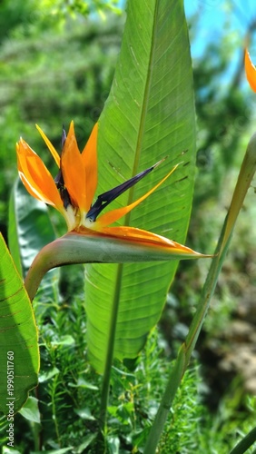Bird of Paradise Flower (Strelitzia) in Tropical Garden