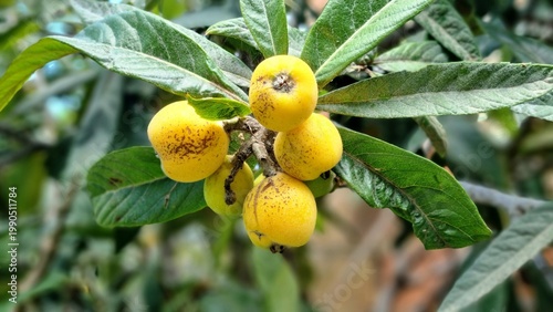 Loquat Fruits (Eriobotrya japonica) Growing on Tree Branch