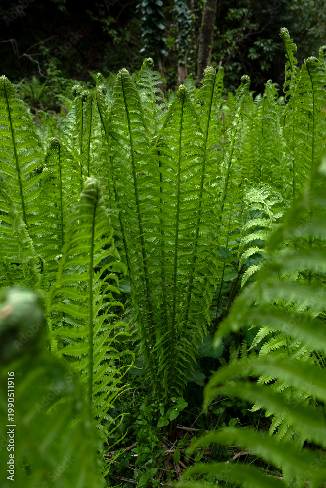 Fototapeta premium Lush green fern fronds growing in a dense forest thicket
