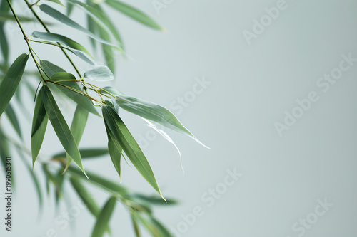 Minimal Bamboo Leaves on Soft Background Natural Botanical Copy Space