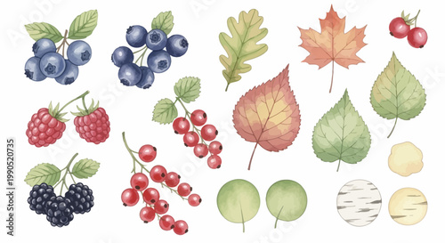 Variety of Fruits and Leaves Display.