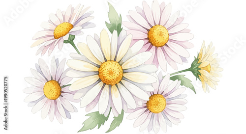 White daisies with yellow centers bloom.