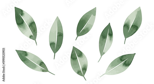 Green leaves on white background.