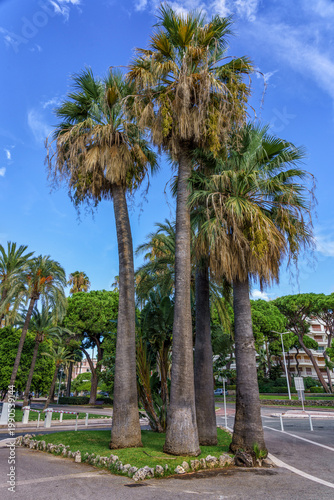 Group of tall palm trees with green fronds and brown trunks situated in a landscaped area near a road in Cannes, France under a clear blue sky