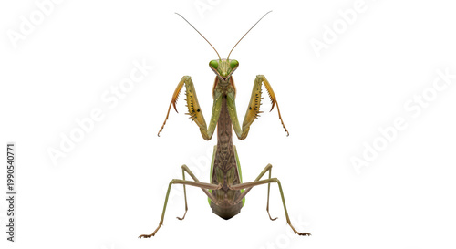 Praying Mantis Insect Design Mockup Isolated on Transparent Background