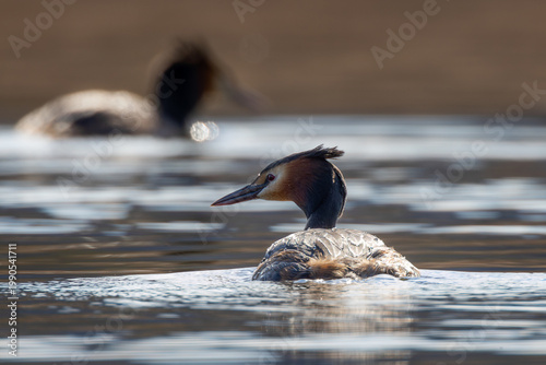 great crested grebe on the lake surface