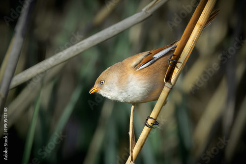 female bearded reedling in natura habitat