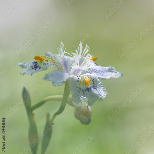 Tapety artystyczne 花
