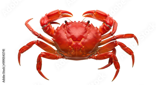 Large Red Crab Top View Isolated on Transparent Background