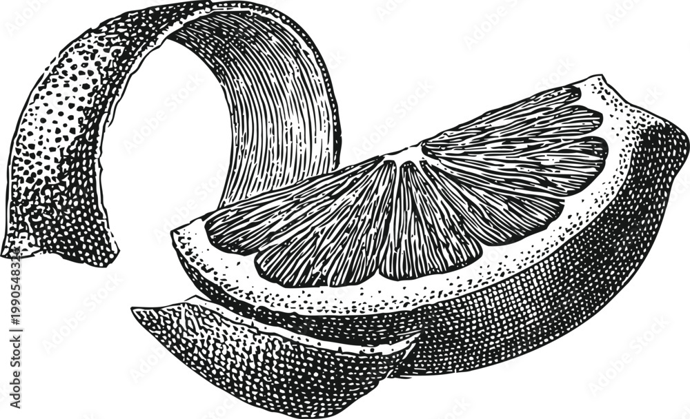 Fototapeta premium Detailed black and white illustration of orange slice and peel, vintage citrus fruit drawing