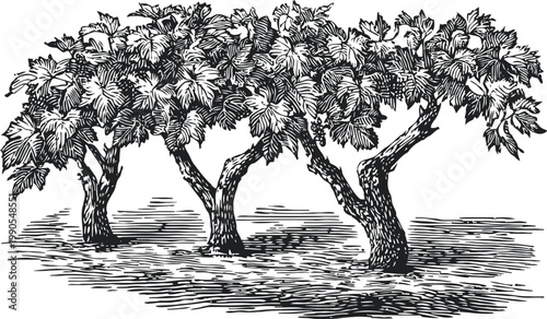 Grape vines with dense foliage and clusters of grapes growing in a vineyard plantation