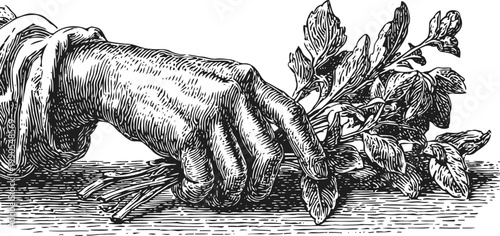 Illustration of hand holding fresh basil branches, vintage botanical drawing with detailed linework