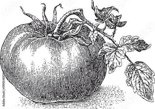 Vintage detailed illustration of a ripe tomato with stem and leaves in black and white