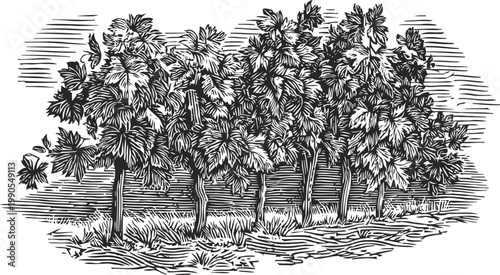 Hand drawn vintage illustration of a hop yard with mature hop plants and leaves in detailed engraving
