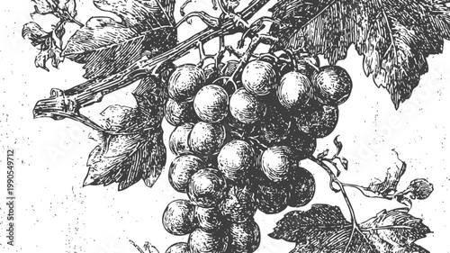 cluster of ripe grapes hanging on the vine with detailed leaves in vintage engraving