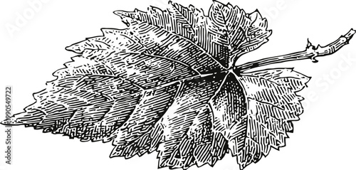Detailed black and white engraved illustration of a single grapevine leaf with stem and veins