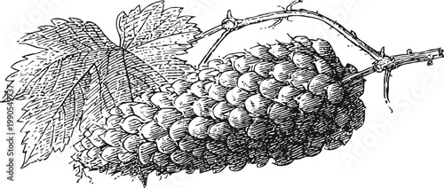 Hand drawn grape cluster with leaves and vine branch vintage botanical fruit illustration