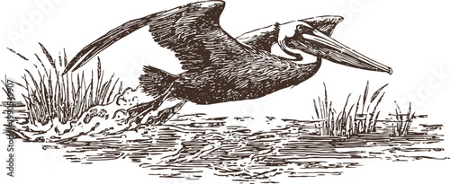 Pelican taking off from water surface with reeds flying bird wildlife nature illustration