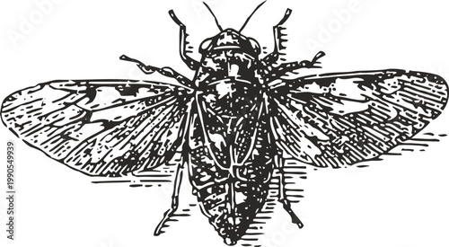 Detailed vintage cicada illustration with open wings, insect anatomy sketch art in black and white