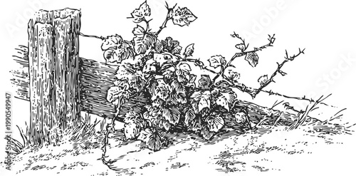 Vintage botanical illustration of wild grapevine climbing rustic wooden fence post with leaves and tendrils