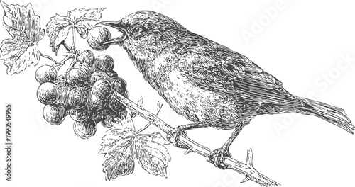 Detailed black and white illustration of bird perched on grape vine branch eating grapes