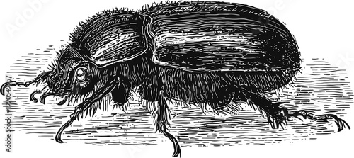 detailed black and white illustration of a beetle with textured body and legs in vintage engraving