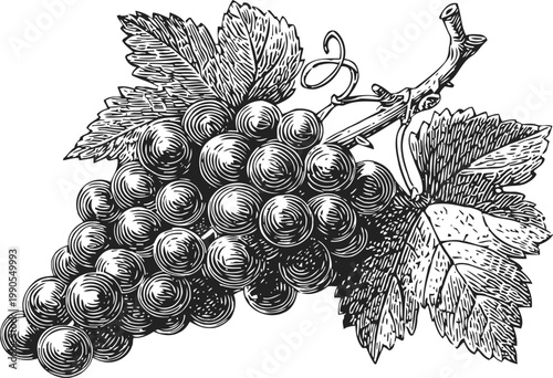 detailed black and white illustration of a grape cluster with leaves and vine branch