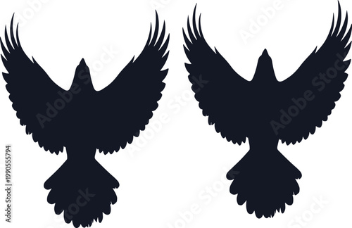 A dramatic dark raven with wings spread wide looking upwards, isolated on white background