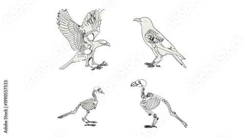 Avian Anatomy Unveiled: Delicate skeletal structures of various birds are showcased in a detailed illustration, revealing the hidden architecture of flight and form.