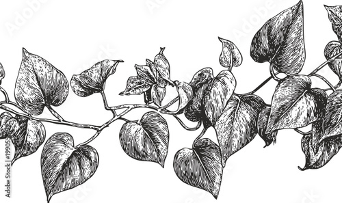 Black and white hand drawn ivy vine with leaves illustration vintage botanical vector drawing decoration