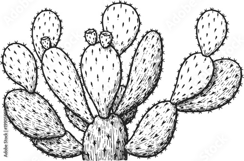 Hand drawn prickly pear cactus illustration with spines and fruit detailed botanical sketch