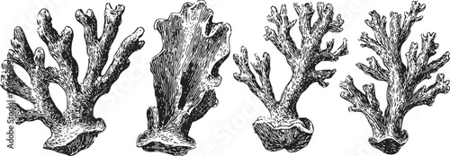 Detailed vintage black and white coral illustration set showing various natural sea coral formations
