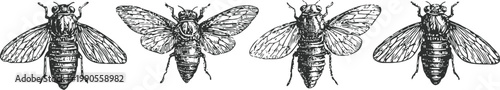 vintage illustration of four bees with detailed wings and body textures, entomology study art