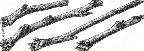 Illustration of five rustic wooden sticks with detailed bark texture and natural shape