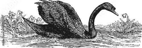 black swan floating on water surrounded by aquatic plants and flowers, vintage nature illustration