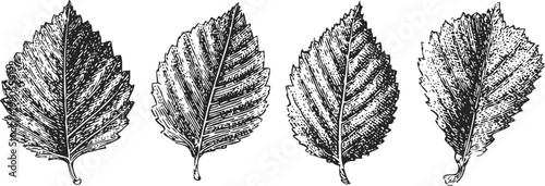 Detailed black and white hand drawn illustration of four different elm tree leaves, botanical sketch