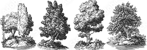 Vintage botanical illustrations of various deciduous trees with detailed foliage and trunks
