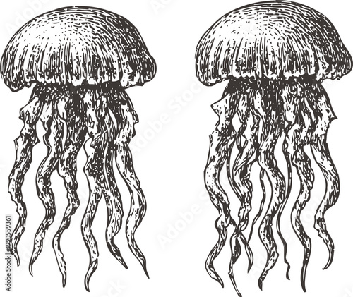 Hand drawn jellyfish illustration two detailed underwater sea creatures with flowing tentacles in vintage engraving