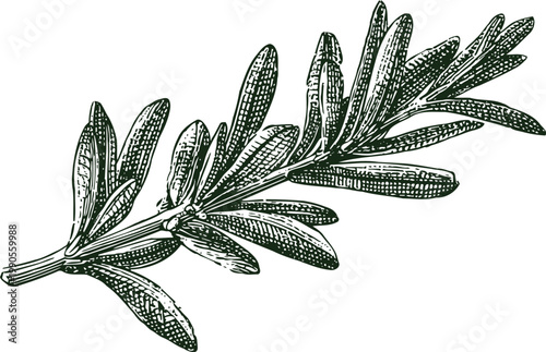 rosemary herb branch detailed vintage engraving illustration, fresh aromatic culinary plant