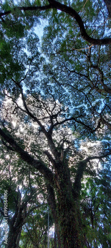 View from below of a tall, imposing tree, with its trunk and branches bearing small leaves reaching towards the sky, forming a beautiful intricate design. Effect of light and shadow.