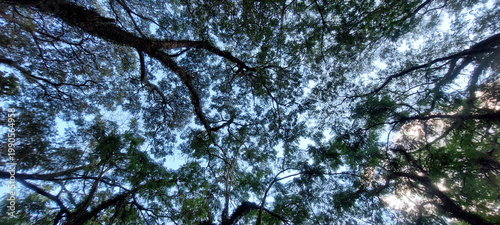 View from below of tree trunks and branches with foliage forming a beautiful and intricate design, like lace. A beautiful light and shadow effect. Sensation of grandeur and impressiveness. Wide angle.