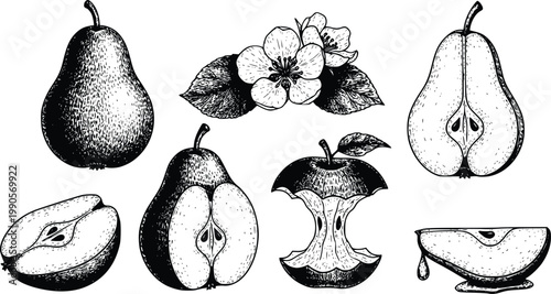 Detailed black and white illustrations of pears and an apple with a flower