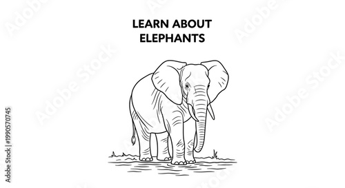 Educational line art illustration of a majestic African elephant for learning.
