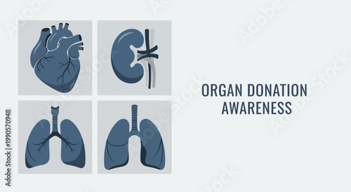 Organ donation awareness illustration with human heart kidney and lung icons.