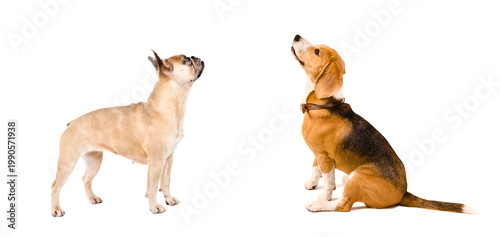 French bulldog and beagle dogs looking up, side view, isolated on white background